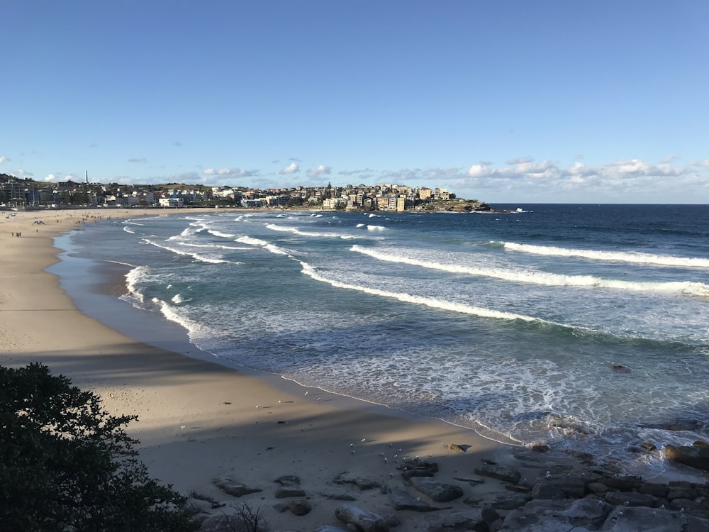 rivage de la plage avec des arbres verts et des bâtiments au loin sous le ciel bleu pendant la journée