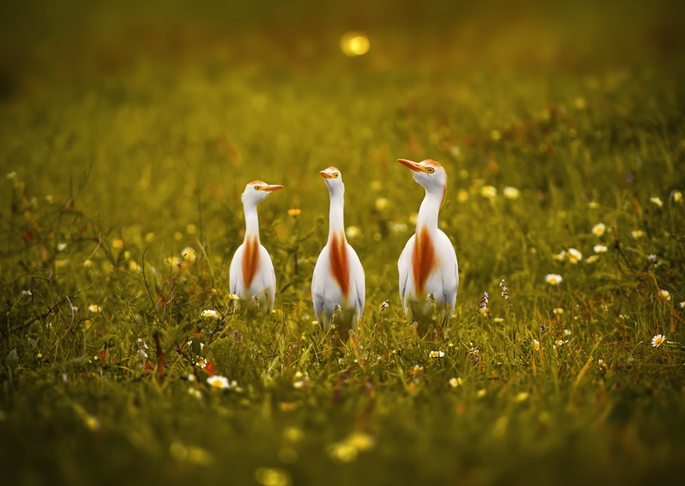 white and brown bird on green grass during daytime