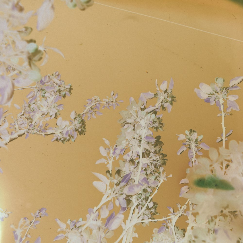 white and green flower buds