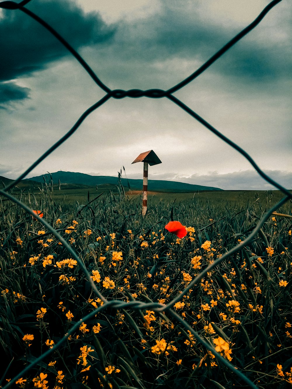 red flower on green grass field during daytime