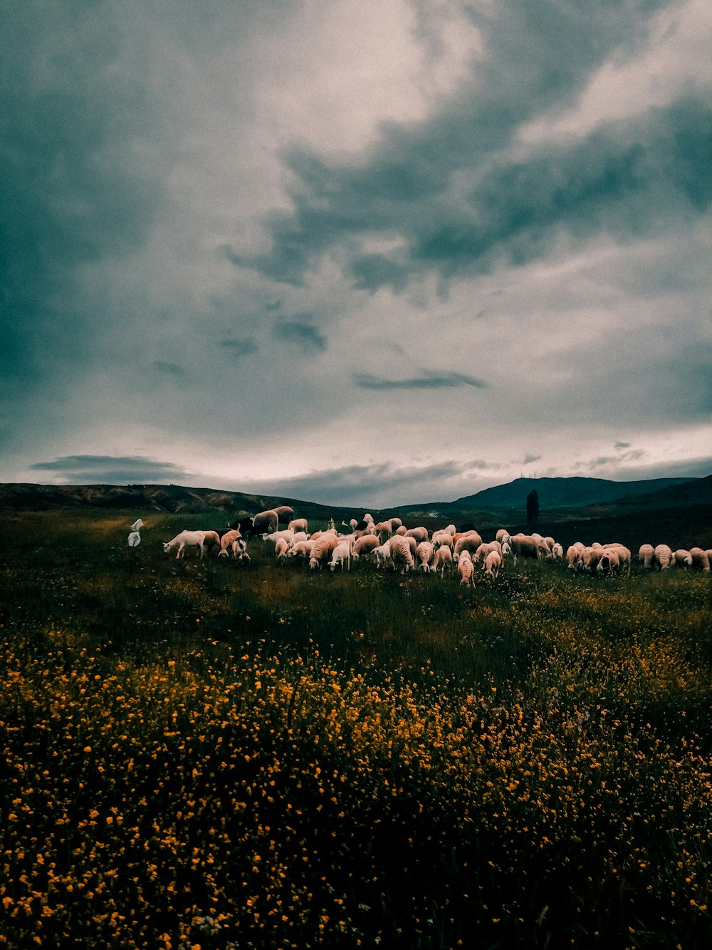 weiße Schafe tagsüber auf grünem Grasfeld unter bewölktem Himmel
