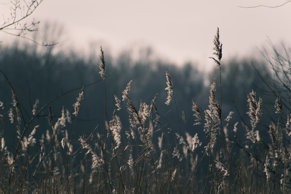 brown wheat field during daytime