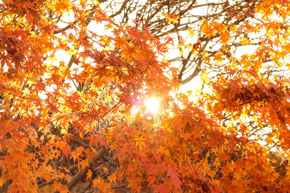 foglie marroni sull'albero durante il giorno