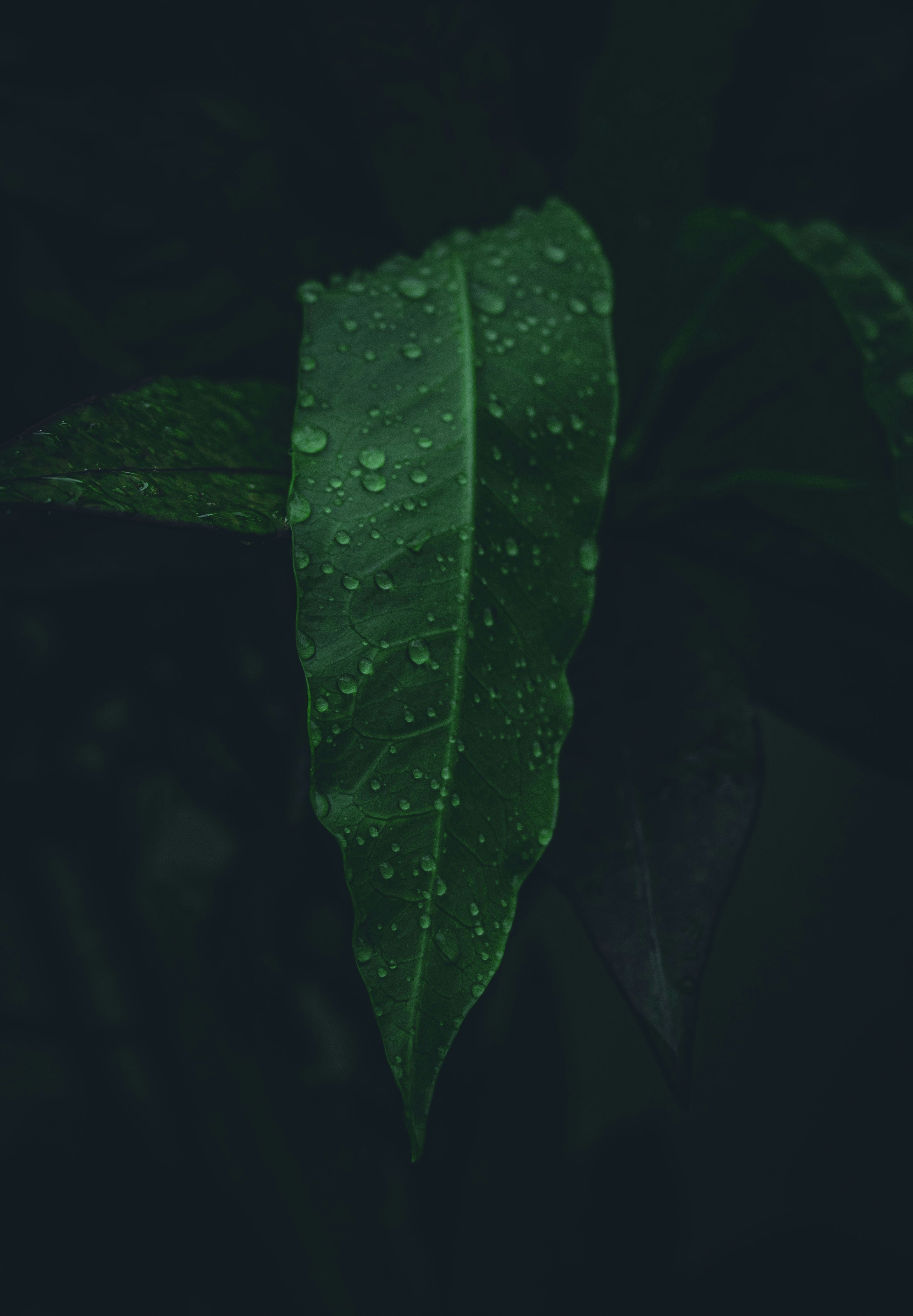 Photo by devasangbam