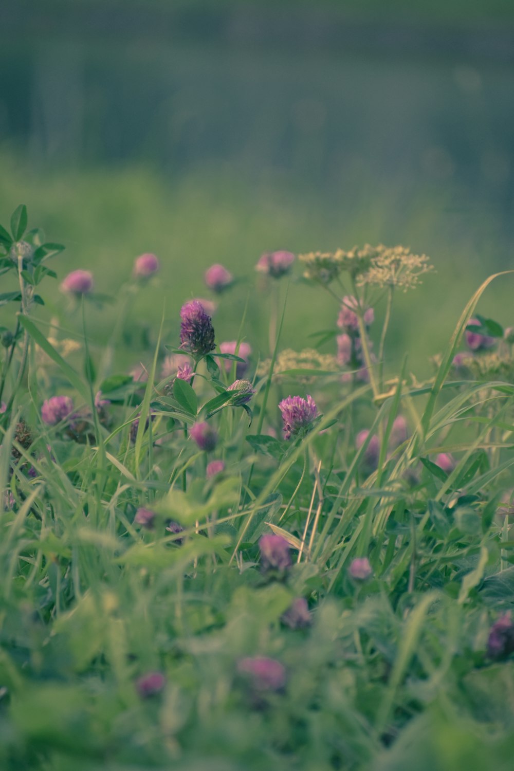 pink flowers on green grass field during daytime