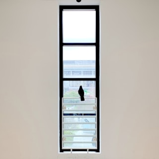 Wide shot of a residential window secured with black anti-pigeon netting.