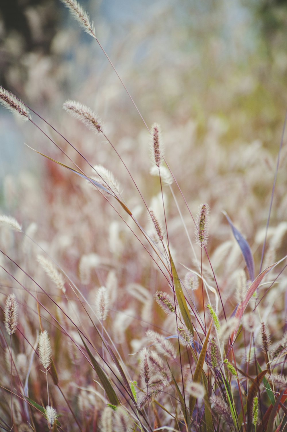 brown wheat in close up photography