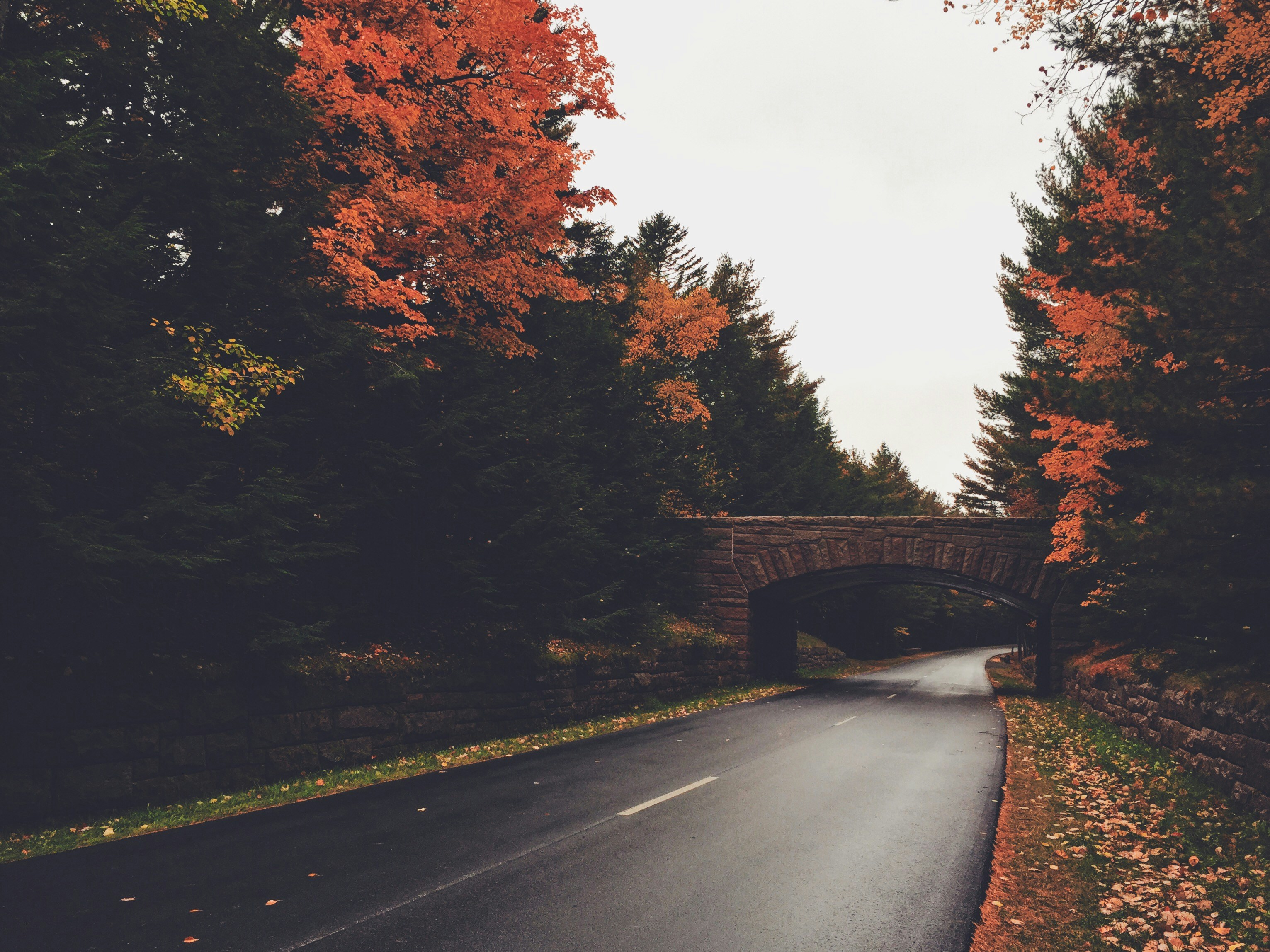 gray concrete road between trees under white sky during daytime