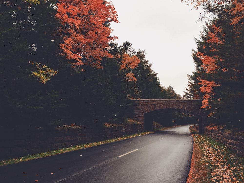 gray concrete road between trees under white sky during daytime