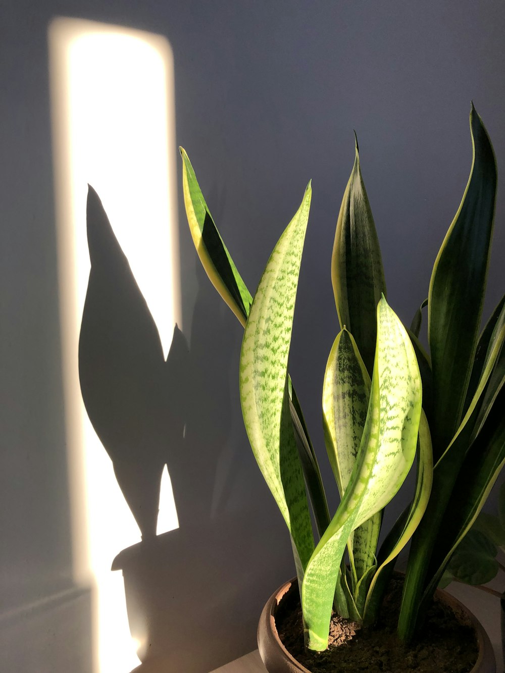 green plant on white pot