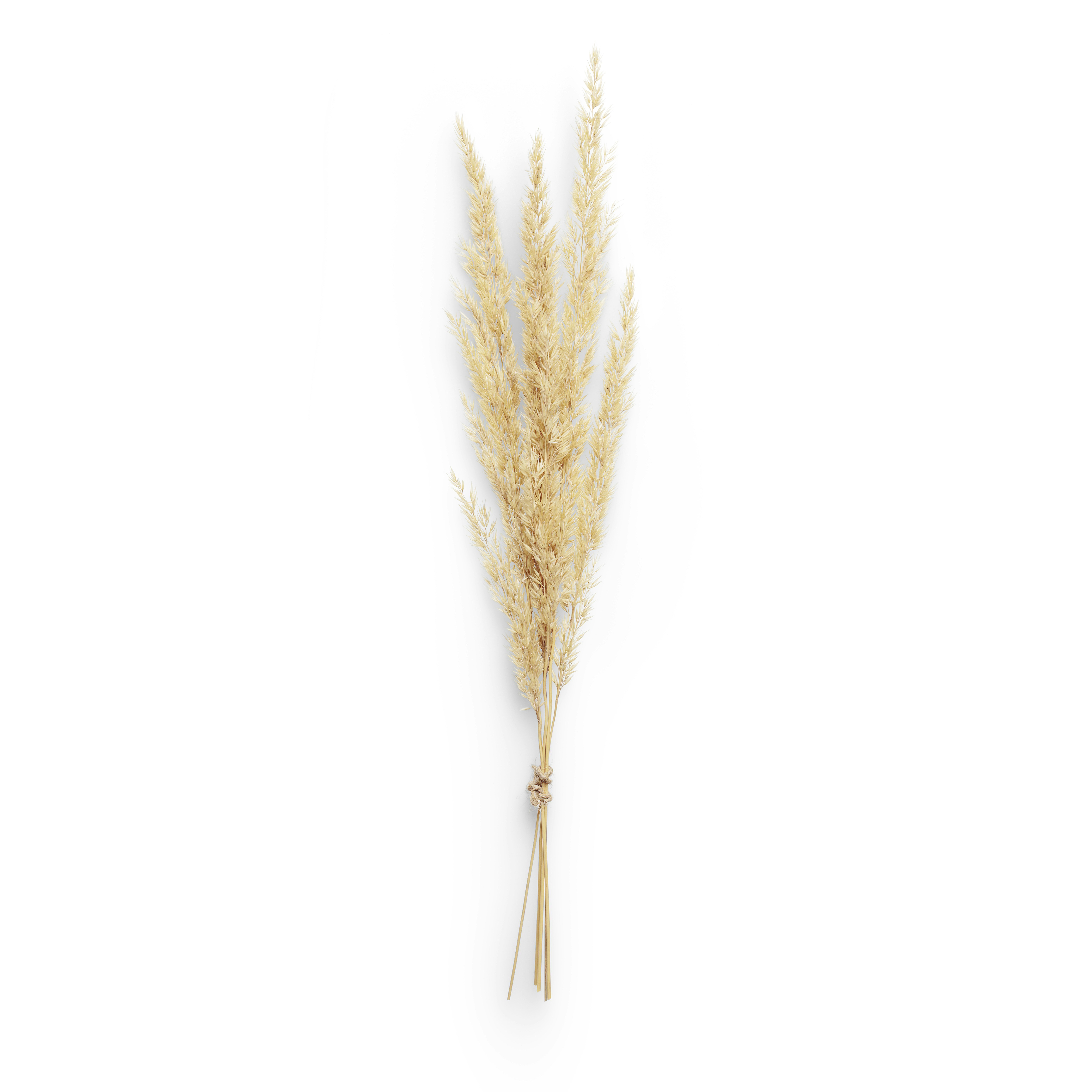 High-quality photos of dried spikelets on a white background