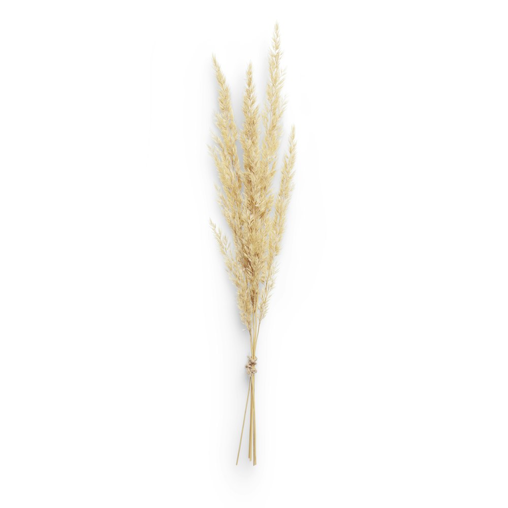 white feather on brown wooden table