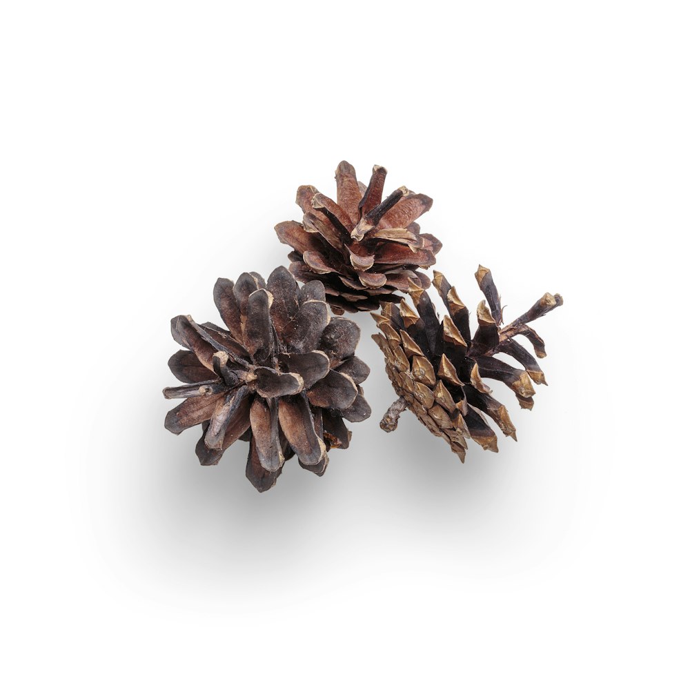 brown pine cone on white background