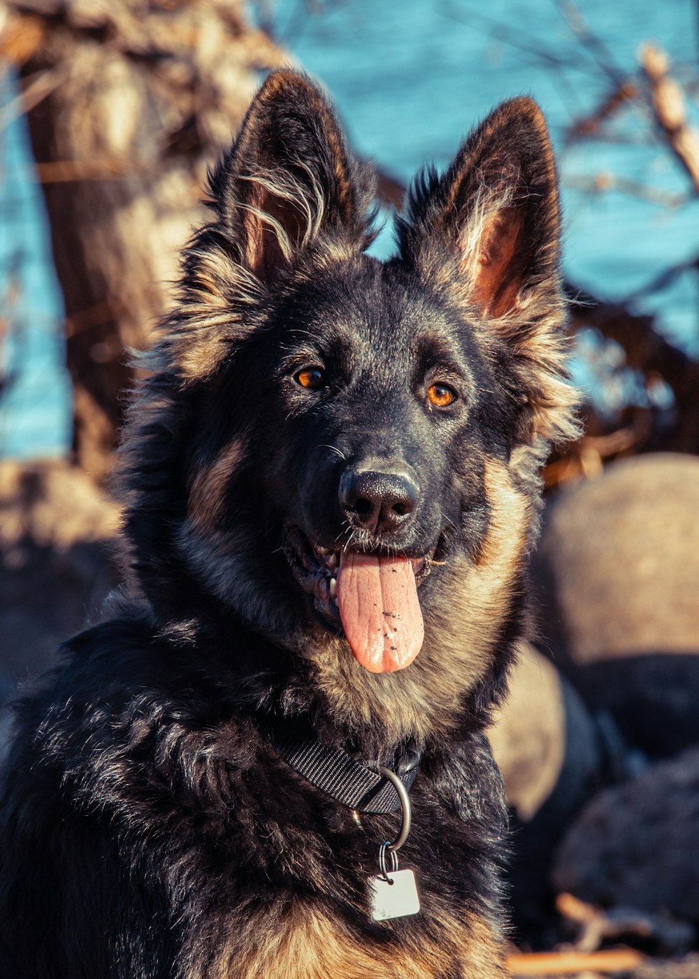 black and tan german shepherd