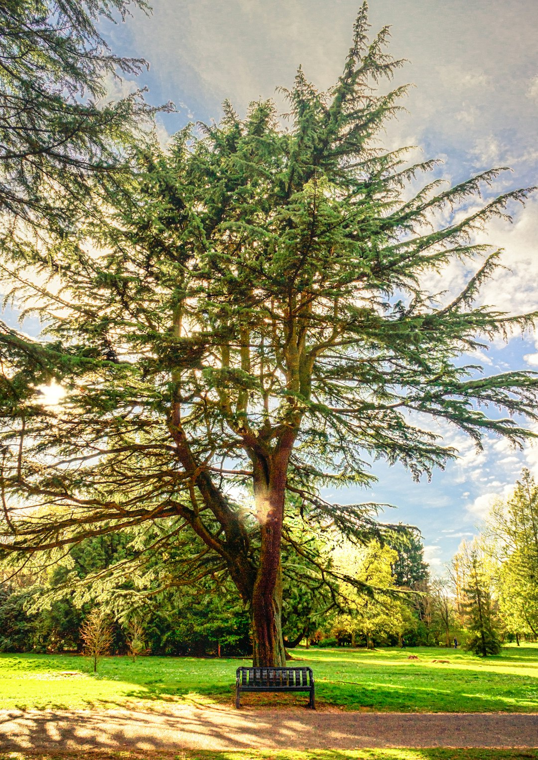 green tree under blue sky during daytime