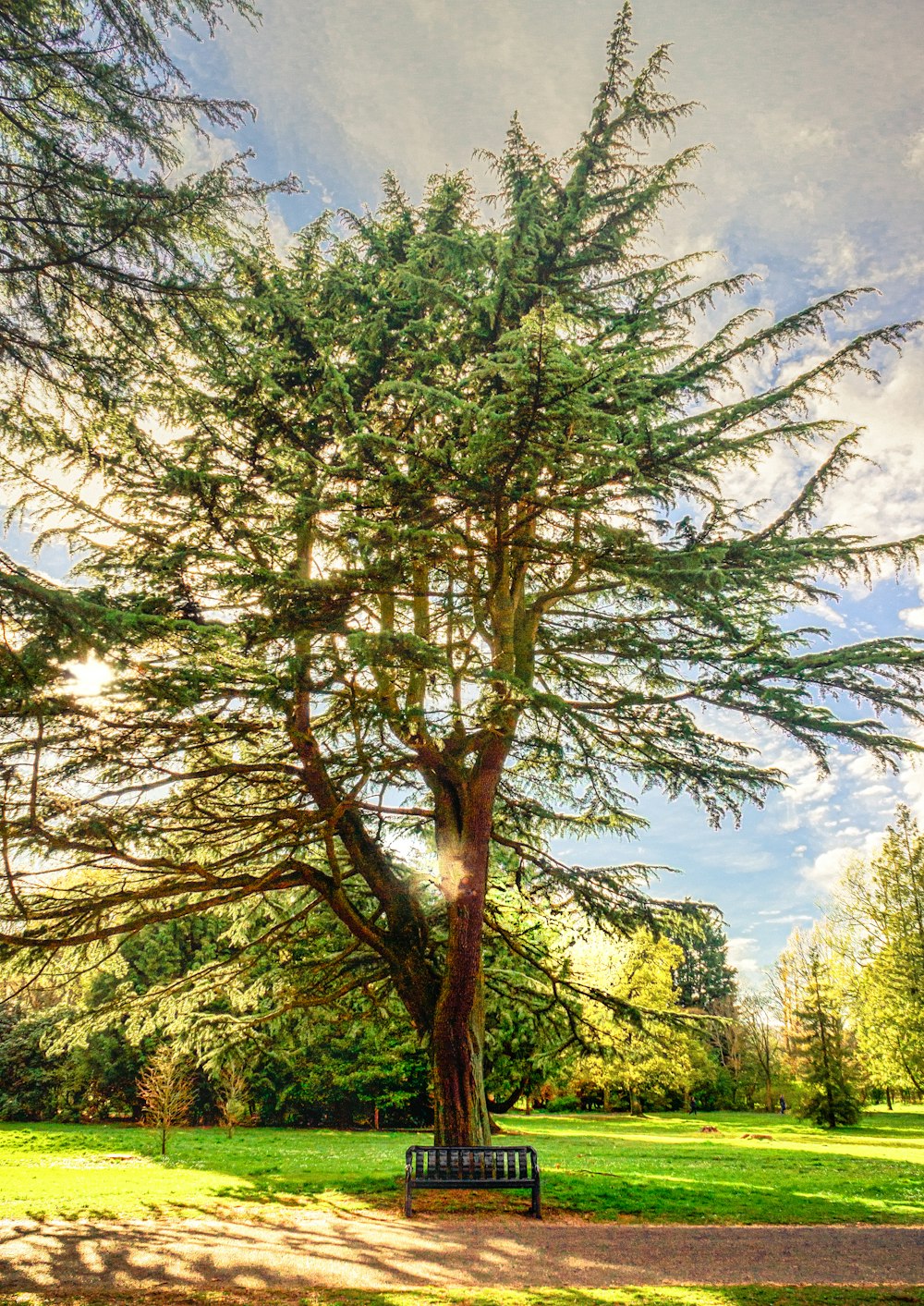 Árbol verde bajo el cielo azul durante el día