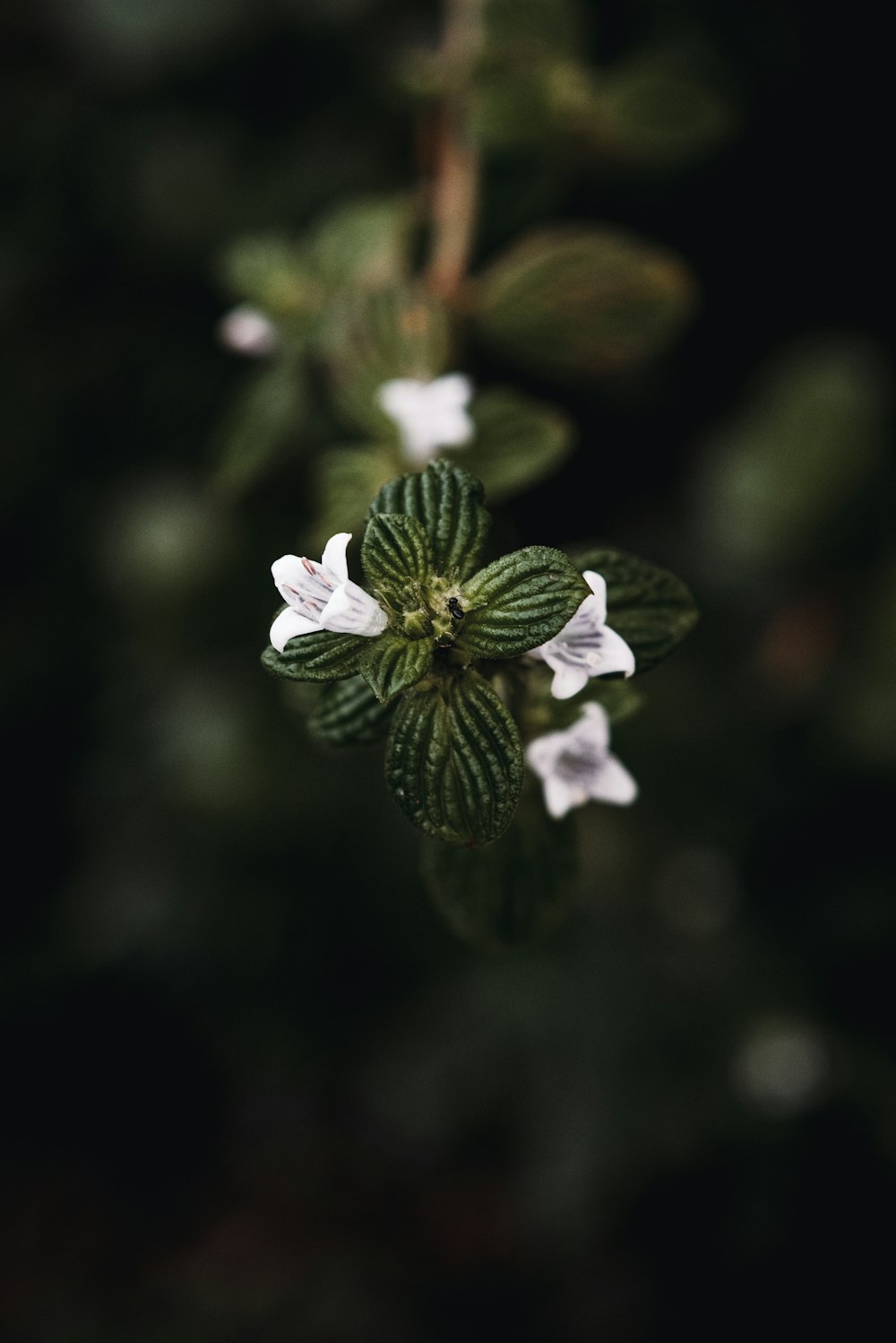 white flower in tilt shift lens