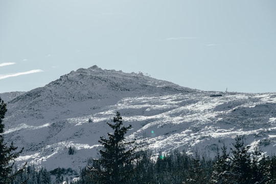 green trees on snow covered mountain during daytime in Vitosha Bulgaria