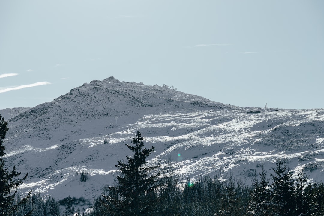 green trees on snow covered mountain during daytime