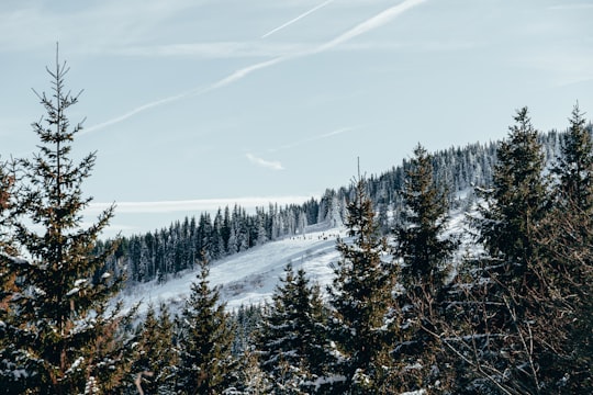 snow covered pine trees under blue sky during daytime in Vitosha Bulgaria