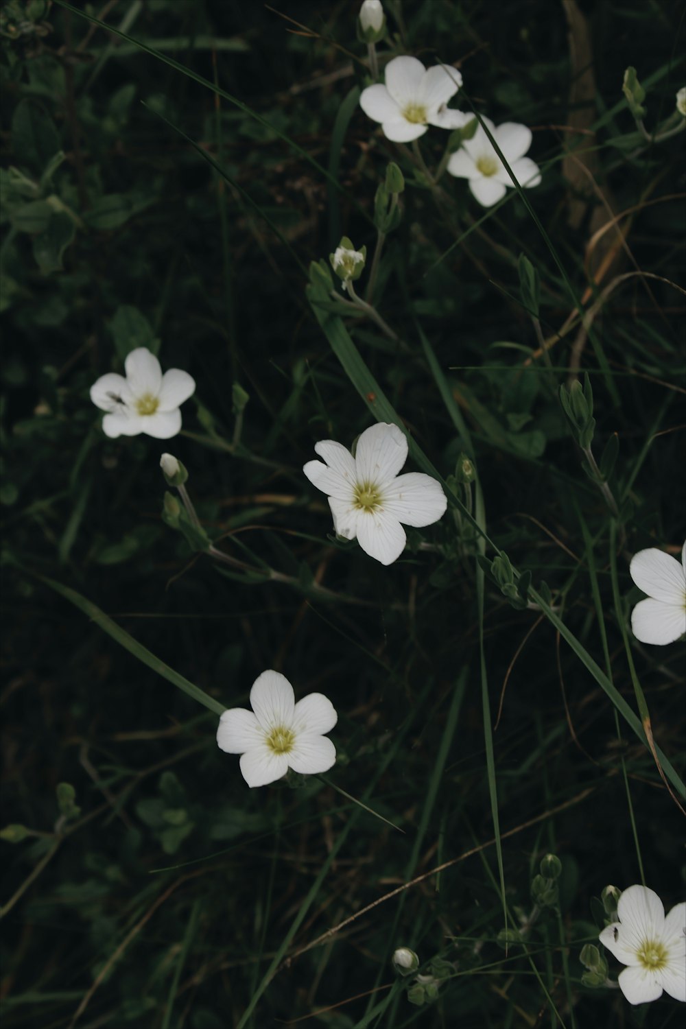 white flowers with green leaves