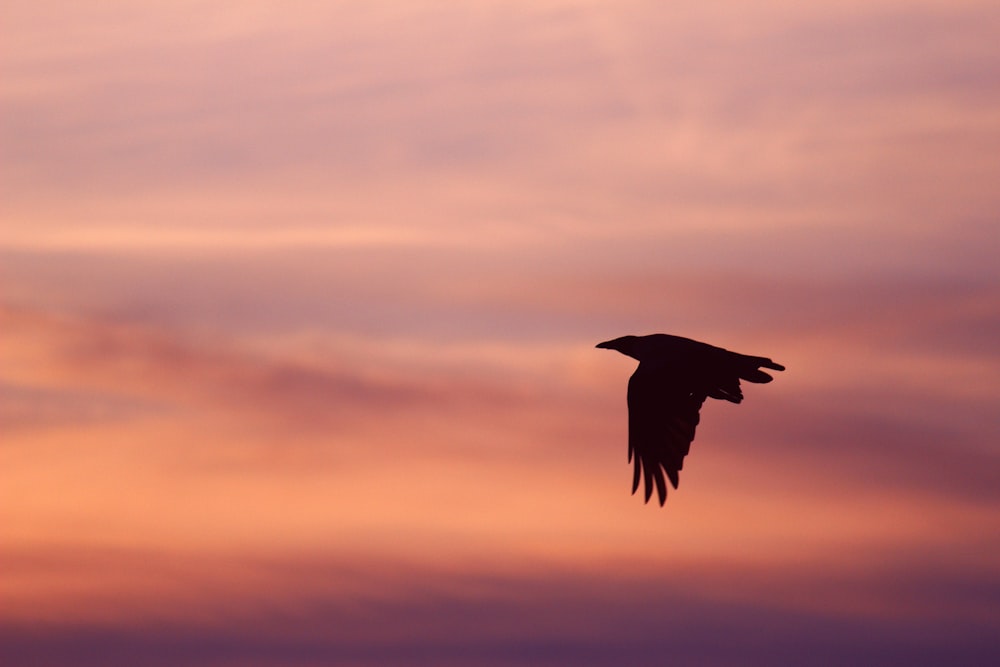 black bird flying under gray clouds