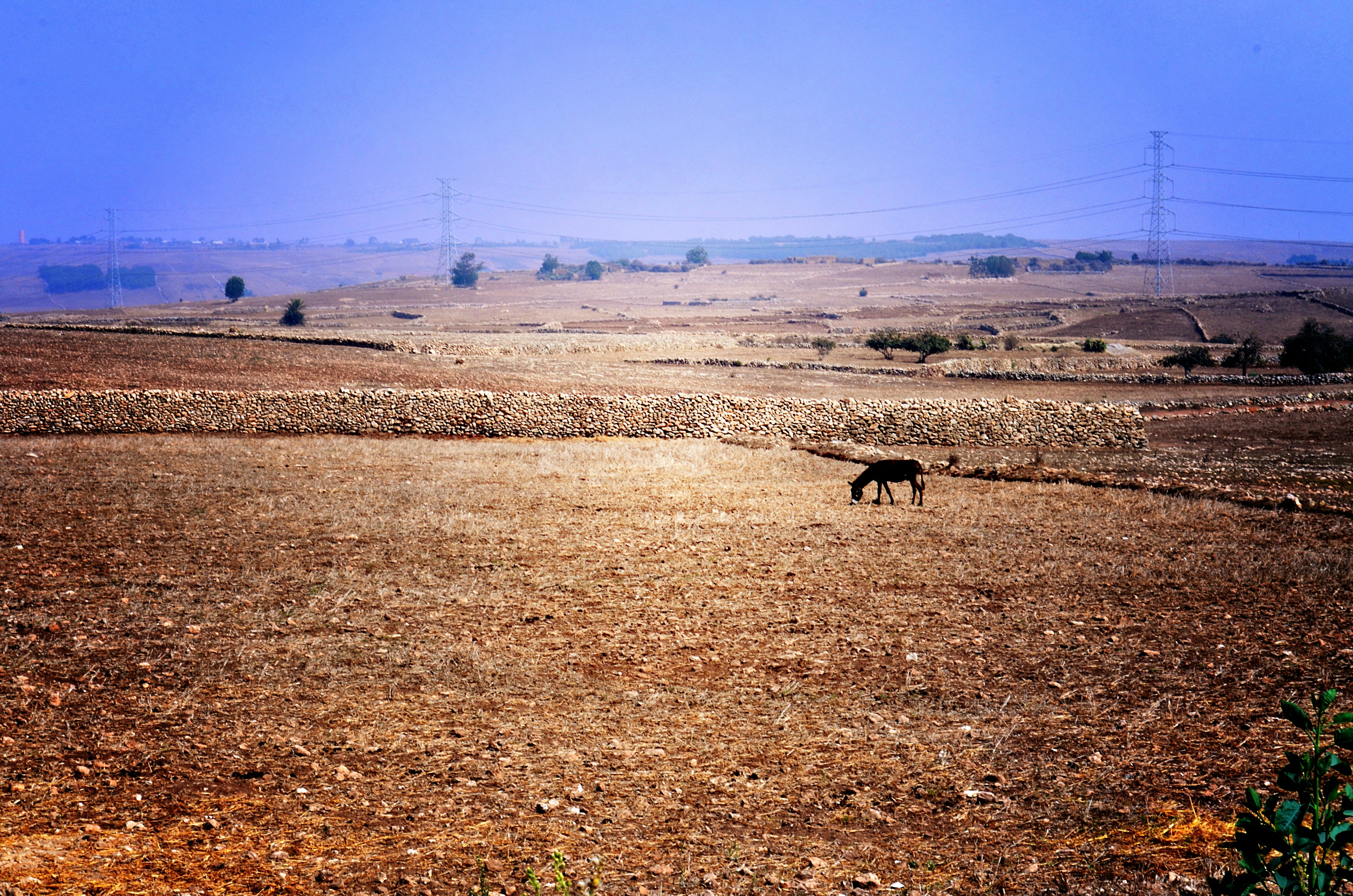 Moroccan agricultural landscape