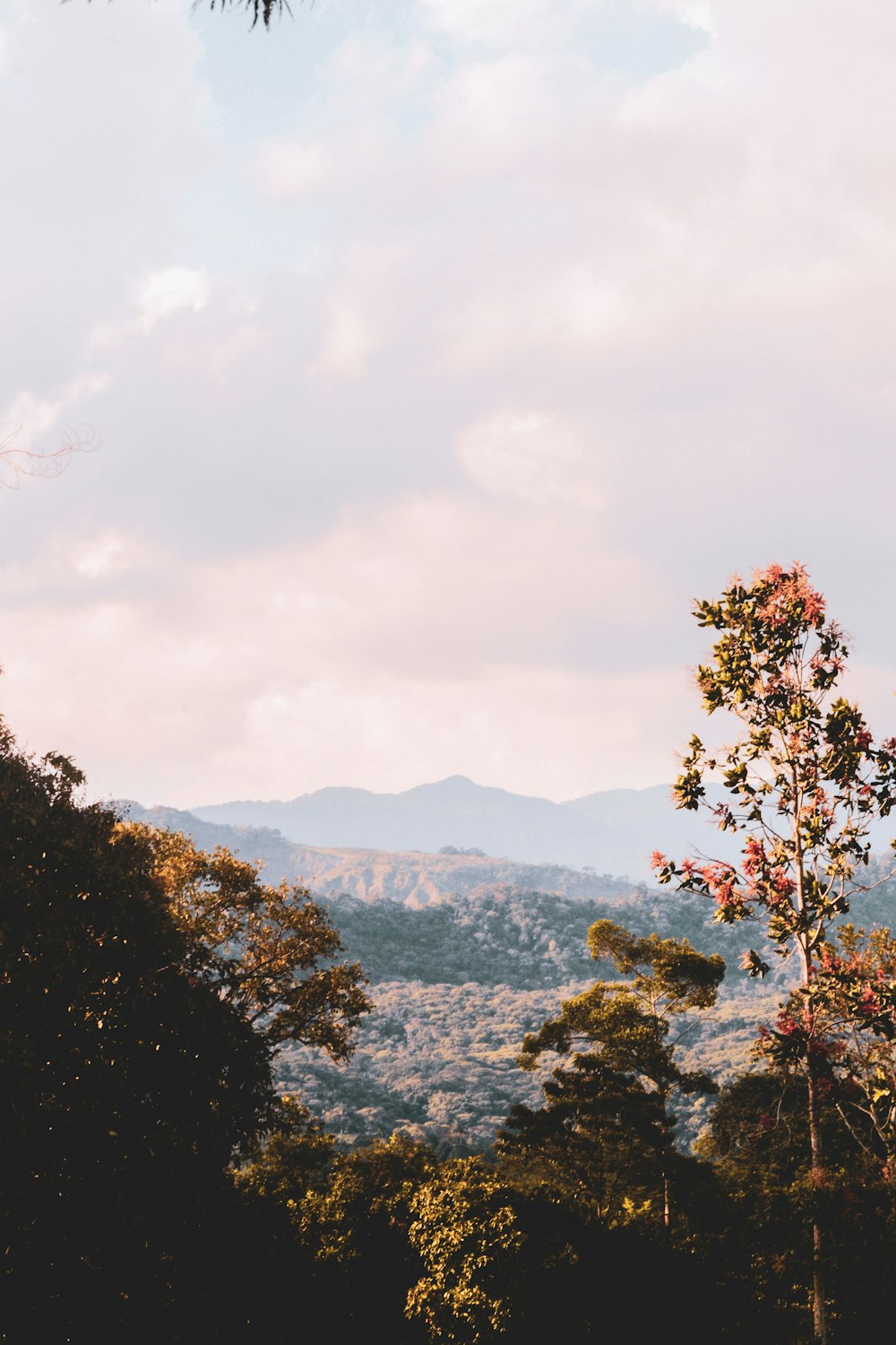 green trees and mountains under white clouds during daytime