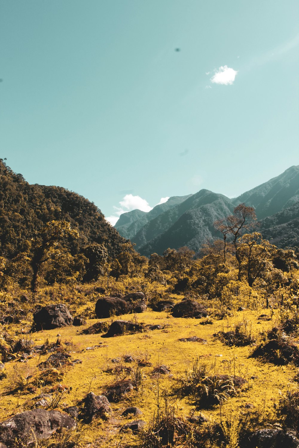 green and brown trees on brown field near mountain under blue sky during daytime