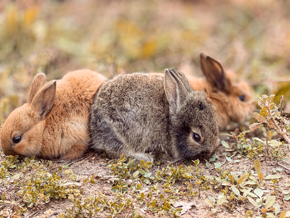 brown rabbit on green grass during daytime