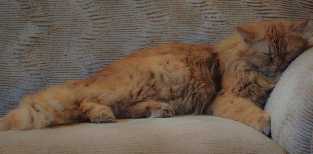 brown and white long fur cat lying on gray textile