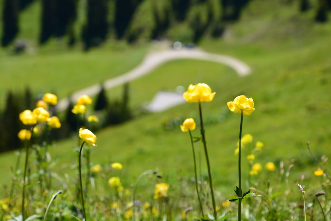 Natural landscape photo spot Tirol Plansee