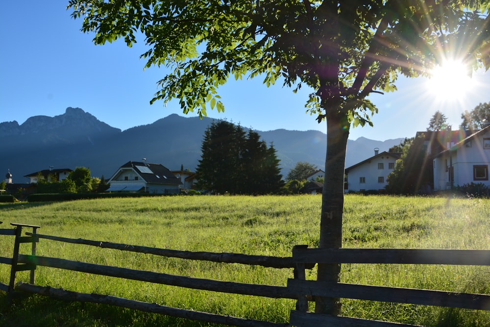 green tree on green grass field during daytime