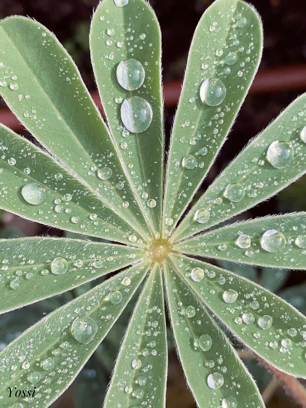 water droplets on green plant