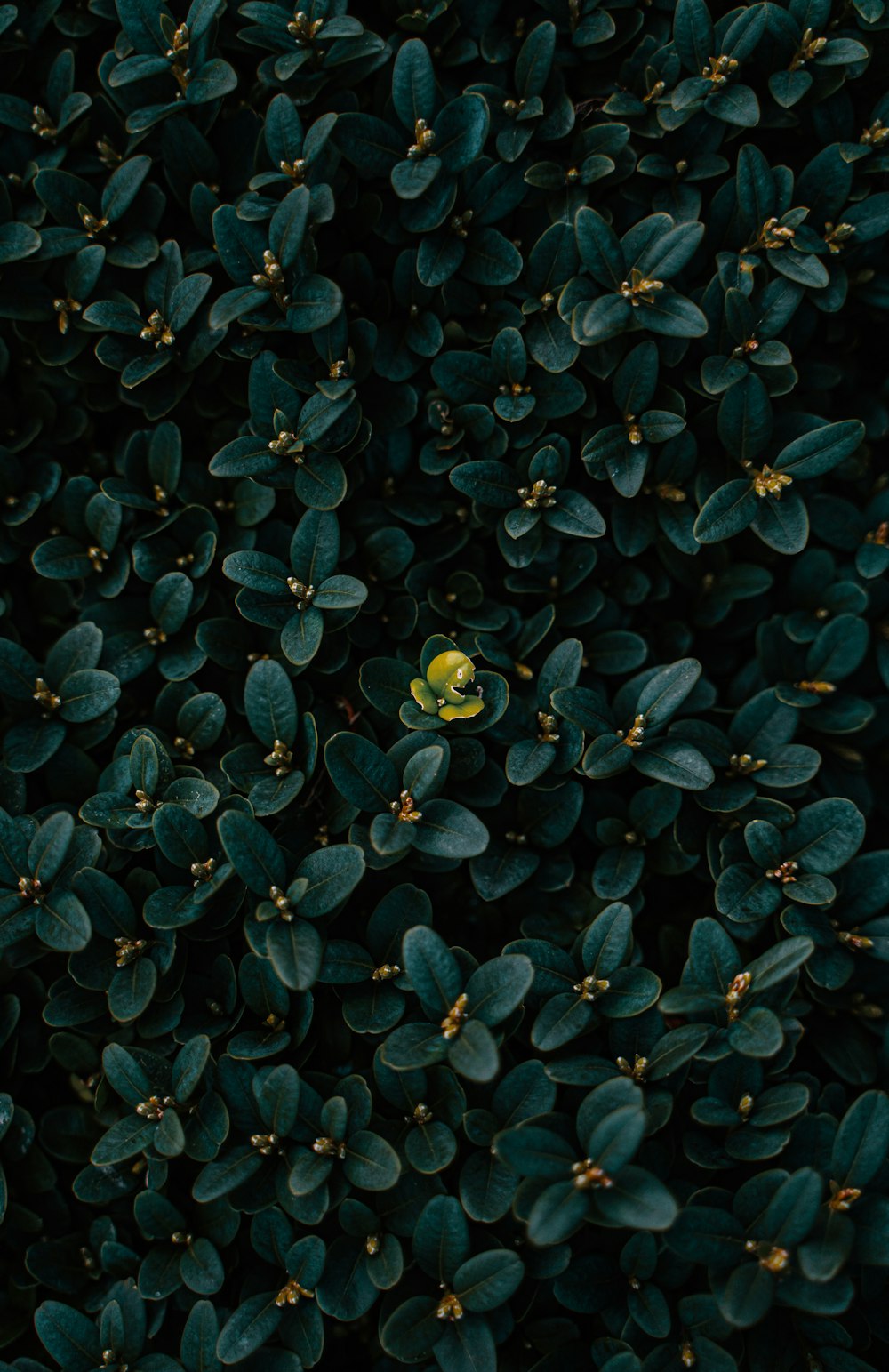 a plant with a yellow flower in the middle of it