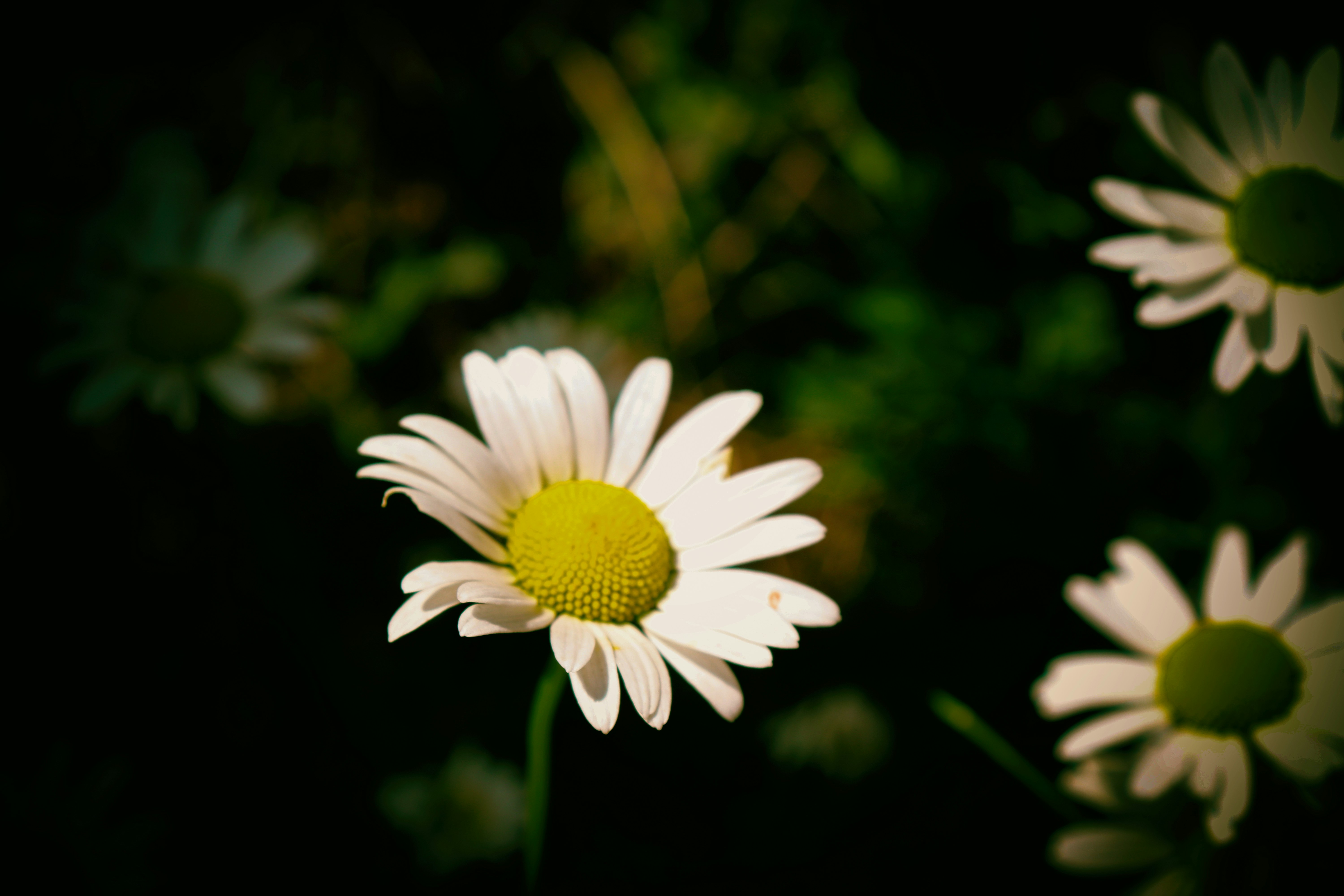 Photo by lensomaniac