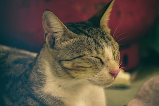 Close-up of a well-groomed cat looking relaxed and pampered.