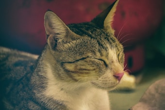 A close-up view of a relaxed cat with closed eyes, displaying a sense of tranquility. The background is softly blurred, drawing attention to the cat's features, particularly the pink nose and the soft, striped fur on its face.