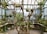 The interior of a greenhouse filled with various potted plants and hanging baskets. Wooden and bamboo structures support the plants, and natural light filters through the glass roof. The space is lush with greenery and colorful flowers, creating an organized yet natural setting.