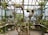 The interior of a greenhouse filled with various potted plants and hanging baskets. Wooden and bamboo structures support the plants, and natural light filters through the glass roof. The space is lush with greenery and colorful flowers, creating an organized yet natural setting.