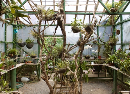 The interior of a greenhouse filled with various potted plants and hanging baskets. Wooden and bamboo structures support the plants, and natural light filters through the glass roof. The space is lush with greenery and colorful flowers, creating an organized yet natural setting.