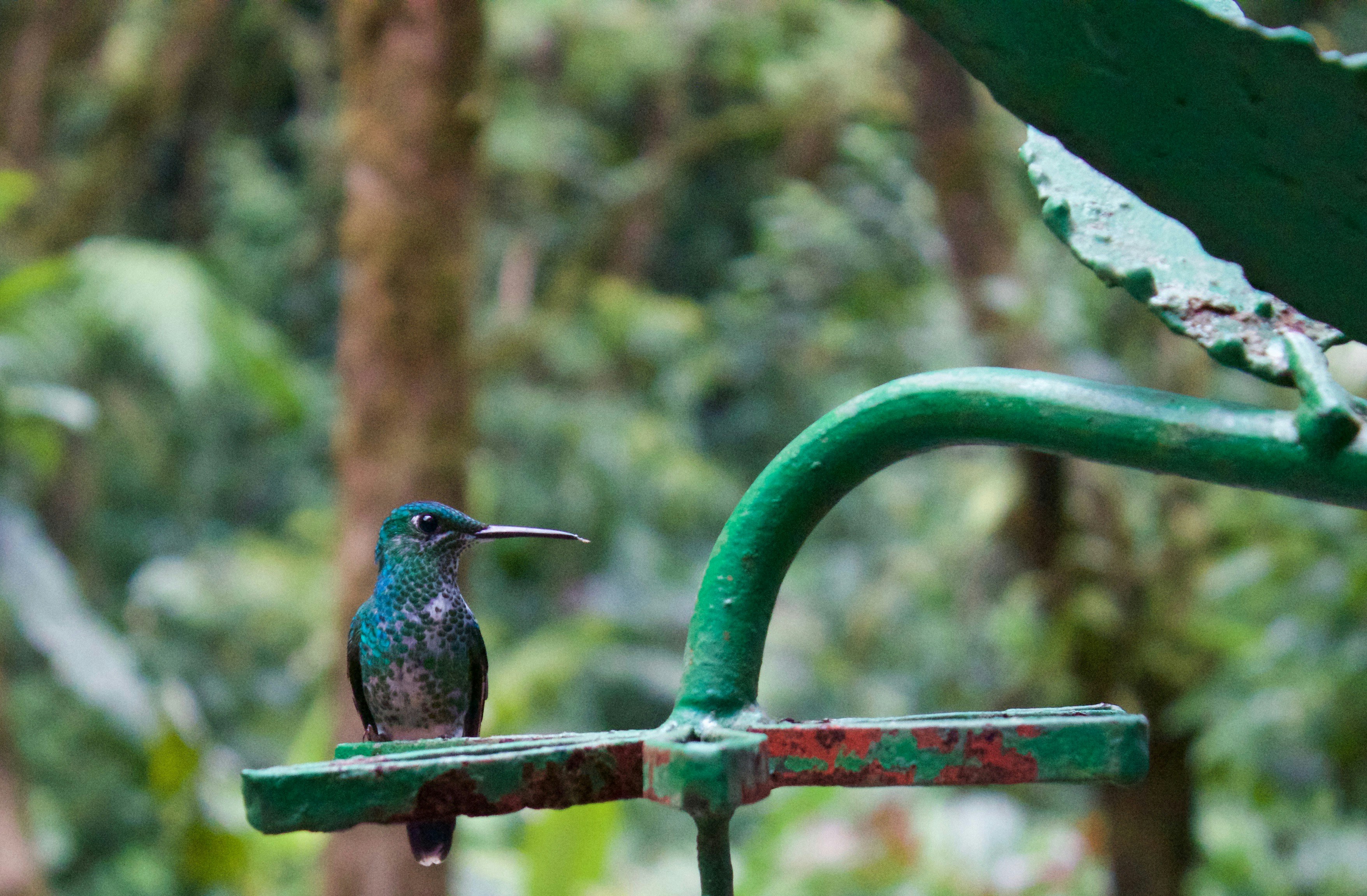 blue and green bird on green metal bar during daytime, 