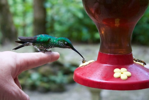 A vibrant green hummingbird is perched on a person's finger, extending its beak toward a red bird feeder. The feeder is adorned with yellow flower-shaped perches, and a couple of insects are also visible near it. The background consists of a blurred, lush green forest setting.