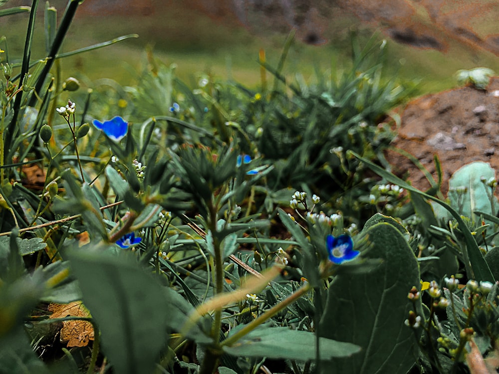 blue flower in green grass field during daytime