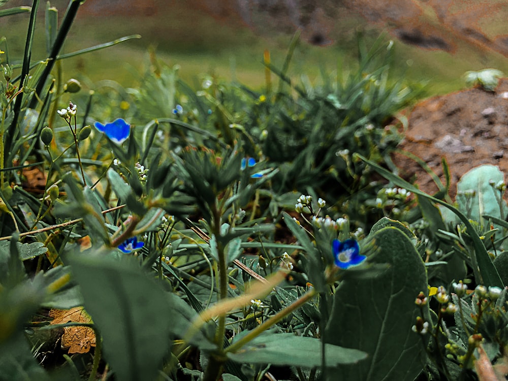 flor azul en campo de hierba verde durante el día