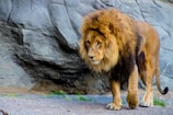 A majestic lion walking with a powerful stance against a rocky backdrop. Its mane is full and thick, displaying a range of tawny and golden hues. The lion's expression is calm and focused, suggesting a sense of authority and strength.