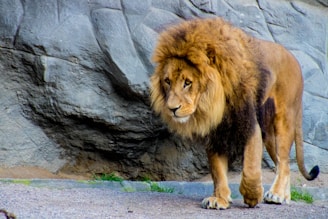 A majestic lion walking with a powerful stance against a rocky backdrop. Its mane is full and thick, displaying a range of tawny and golden hues. The lion's expression is calm and focused, suggesting a sense of authority and strength.