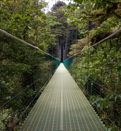 gray wooden bridge in forest during daytime