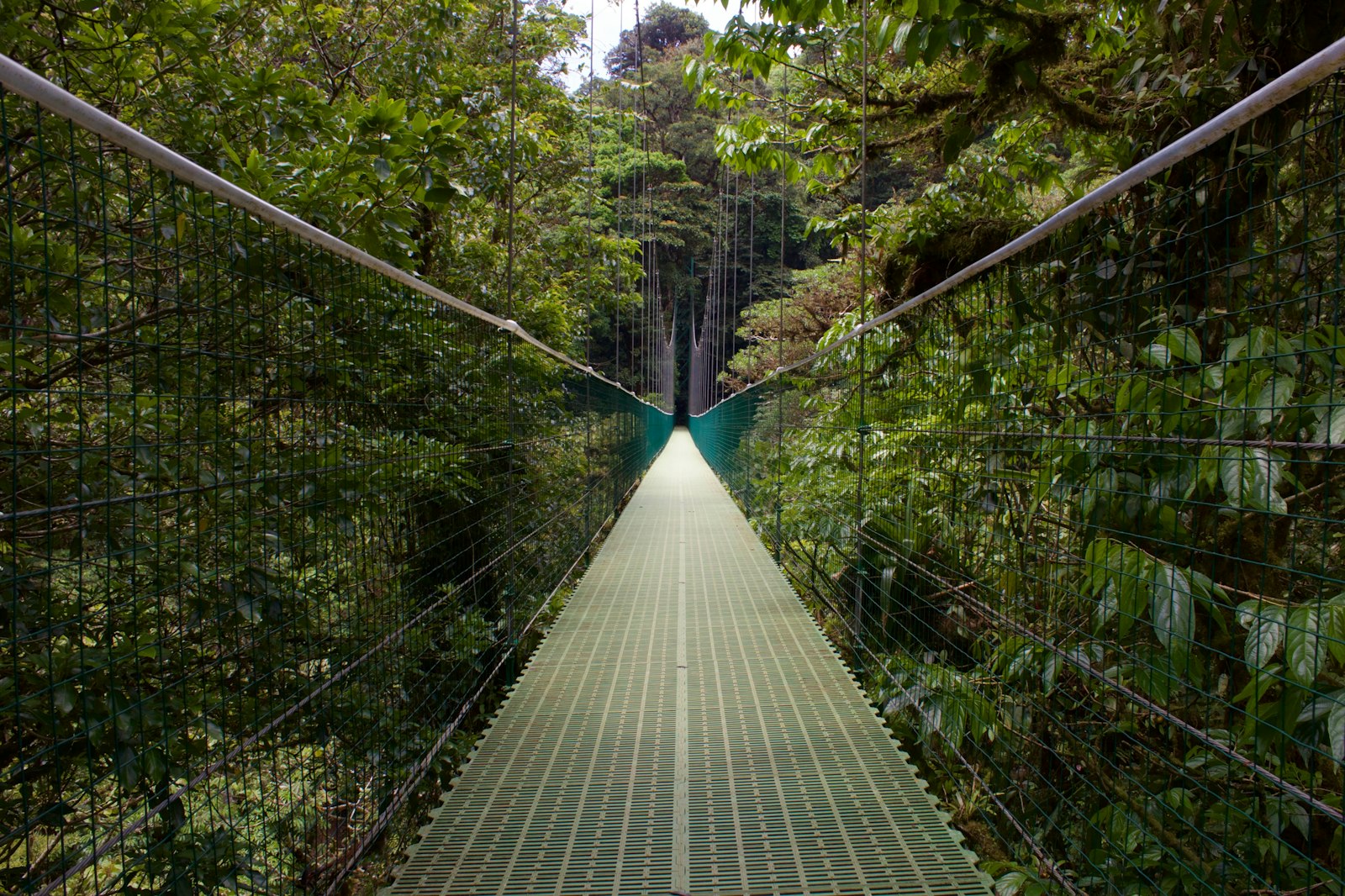 A suspended walkway stretching into the misty canopy of the Monteverde cloud forest