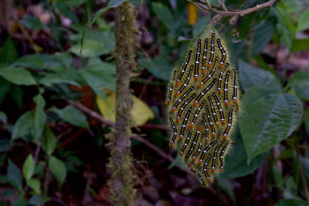 green and yellow leaf plant